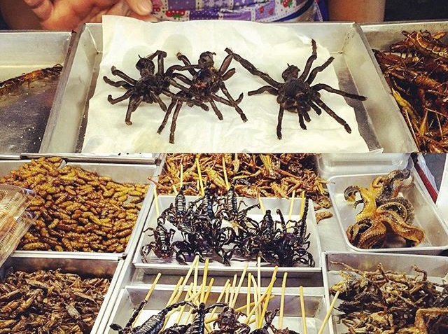 arañas y gusanos para comer