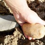 patata para hacer plástico biodegradable