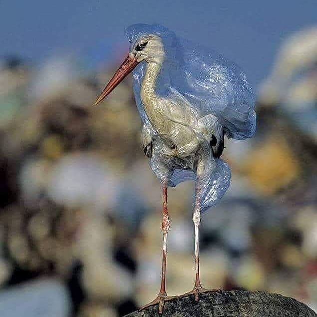 plástico contaminando el ambiente